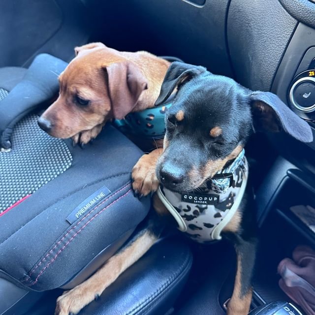 Two small dogs in harnesses sitting together on a car seat